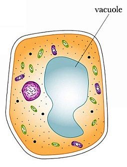 Vacuole Vacuole Drawing, Plant Cell Drawing, Plant Cell Parts, Cell Analogy, Biology Project, Science Diagrams, Cell Parts, Science Homework, Cell Organelles