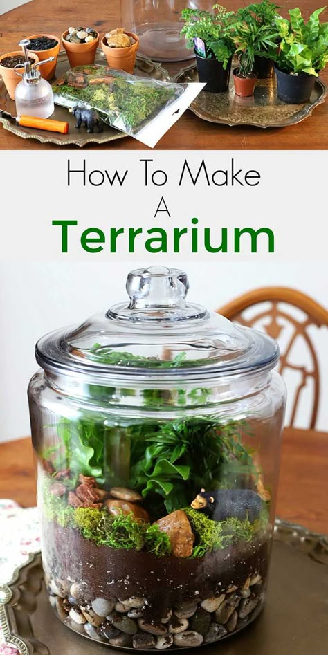 Easy step by step instructions for how to make a terrarium. Including the best terrarium plants, supplies needed and terrarium container ideas. #terrarium #diyhomedecor #gardening #gardeningideas #indoorgarden #indoorplants Best Terrarium Plants, Closed Terrarium Plants, Make A Terrarium, Terrariums Diy, Build A Terrarium, Diy Succulent Terrarium, Terrarium Supplies, Diy Terrarium, Beautiful Terrariums