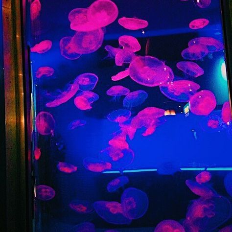 Pink Grunge, Jellyfish, We Heart It, Lost, Bts, Tumblr, Pink, Blue