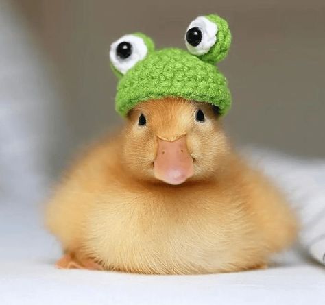 Duck Pfp, Duck Pictures, Duck Wallpaper, Cute Ducklings, Cute Wallpapers For Ipad, Cartoon Photo, Cute Duck, Little Duck, Baby Ducks