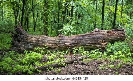 Farm Entrance, Tree Logs, Fallen Tree, Banyan Tree, Old Trees, Old Tree, Landscape Drawings, Fall Plants, Tree Drawing