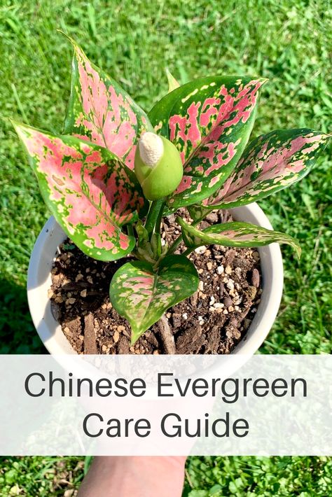 Red Chinese Evergreen Plant, Chinese Plants Houseplant, Chinese Evergreen Plant Varieties, Aglaonema Plant Care, Chinese Evergreen Plant Care, Pink Aglaonema, Aglaonema Plant, Chinese Evergreen Plant, Plants For Indoors