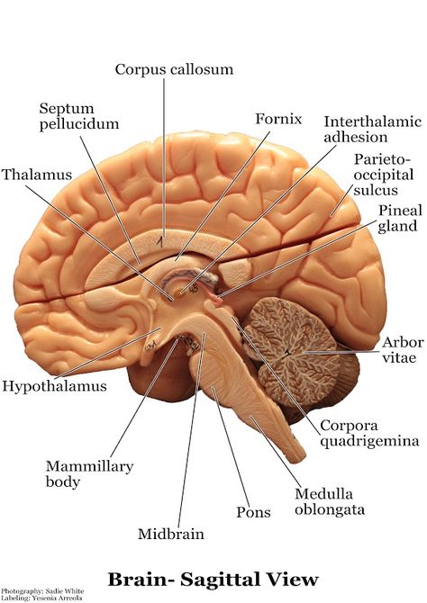 Brain Anatomy And Function, Med Notes, Nervous System Anatomy, Brain Models, Neurological System, Medical School Life, Basic Anatomy And Physiology, Biology Facts, Medical Student Study