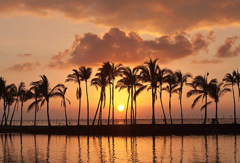 Sunset in Paradise /by photosbyVidya #flickr #hawaii #bigisland #sunset Beach Cover Photo, Sunset Wallpaper Laptop, Cool Backdrops, Palm Trees Landscaping, California Palm Trees, Surf Aesthetic, Maldives Beach, Hawaiian Sunset, Sunset Surf