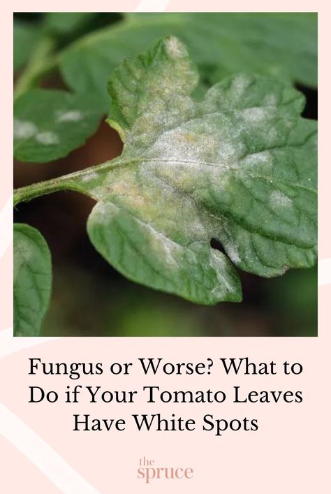 White spots on tomato plant leaves can be caused by various factors. These are the most common causes for white spots on tomato leaves, as well as tips for how to fix them. #tomatogrowingguide #gardeningadvice #houseplanthacks #howtogrow #indoorflowers #plantparenttips #thespruce Tomato Leaves, White Spots On Plant Leaves, Tomato Leaf Problems, Plant Pests And Diseases, Plant Diseases Identification Leaves, Small Balcony Garden, Plant Problems, Perennial Shrubs, Indoor Flowers