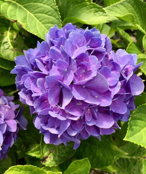 Atheistic Pictures, Hydrangea Photography, Purple Hydrangeas, Purple Flowers Garden, Hydrangeas Art, Flowers Hydrangea, Purple Hydrangea, Strange Flowers, Peonies And Hydrangeas