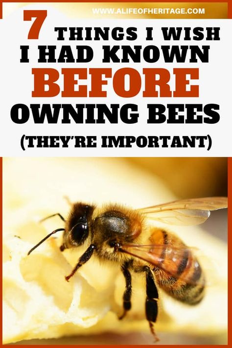 Beekeeping is a fun hobby and business but there are a few things that might catch you by surprise if you have never kept bees before. Don't be caught unawares! How To Start Beekeeping, Honey Bee Farming, Honey Bees Keeping, Bee Hive Plans, Backyard Bee, Beekeeping For Beginners, Raising Bees, Backyard Beekeeping, Buzzy Bee