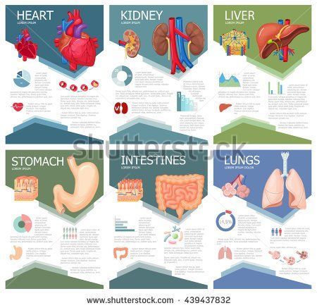 Anatomy Infographic, Science Brochure, Intestines Anatomy, Organ Anatomy, Digestive System Anatomy, Infographic Chart, Human Digestive System, Medical Brochure, Anatomy Medical