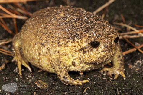 The cape rain frog or giant rain frog (Breviceps gibbosus) is a species of frog in the Brevicipitidae family. Adults grow up to 45 mm in length. It was the first African frog species to be scientifically described by Linnaeus in 1758, under the name Rana gibbosa. It is the most common and largest of rain frogs. (Source: Wikipedia, 'Cape rain frog', https://en.wikipedia.org/wiki/Cape_rain_frog, CC BY-SA 3.0 . Photo: (c) Courtney Hundermark, some rights reserved (CC BY-NC)) Rain Frog Drawing, Common Rain Frog, African Rain Frog, African Frogs, Rain Frogs, Rain Frog, Frog Species, Frog Drawing, Photo C