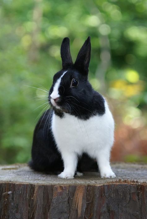 Rabbit Poses, Polymer Clay Rabbit, Rabbit Reference, Black Bunnies, Clay Rabbit, Happy Girlfriend, Black And White Garden, Show Rabbits, Cutest Bunny Ever