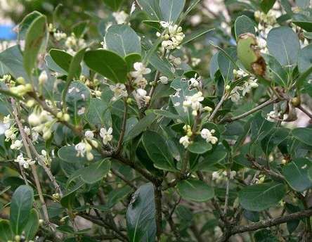 Osmanthus burkwoodii Osmanthus Burkwoodii, Garden Supplies, Lawn Garden, Front Yard, Grapes, Lawn, Yard, Fruit, Van