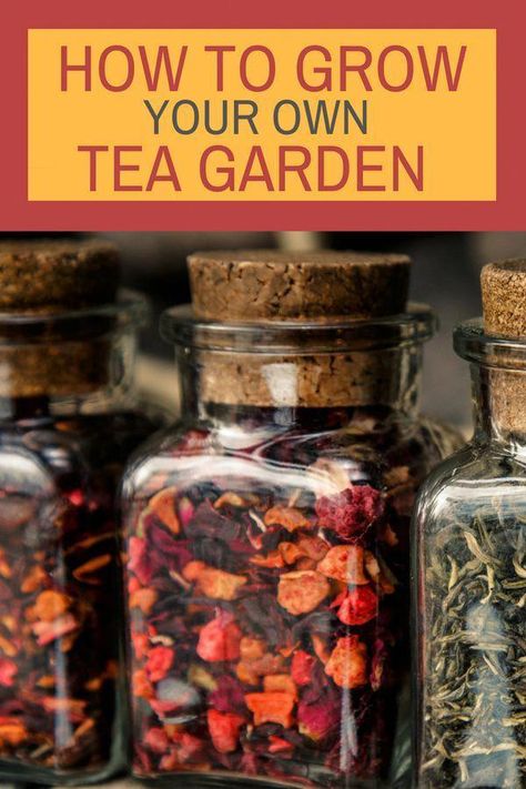 How To Grow Your Own Tea Garden - Find out how easy it is to make you own tea at home.  #gardening #garden #gardenideas #gardeningideas #themedgardens #homestead #homesteading #homeGarden Tea Blends Recipes, Herbal Tea Garden, Tea At Home, Types Of Herbs, Homemade Tea, Herbal Teas Recipes, Home Gardening, Have Inspiration, Creative Gardening