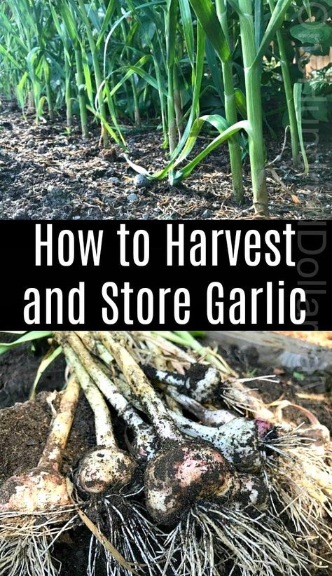 How to Harvest and Store Garlic - One Hundred Dollars a Month When To Harvest Garlic, Harvest Garlic, Store Garlic, Mini Farming, Subsistence Farming, Harvesting Garlic, How To Store Garlic, Basic Food, Tattoo Plant