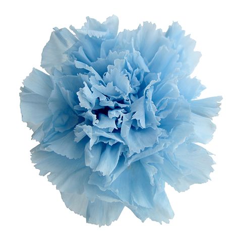 Light Blue Carnations, Blue Carnation Flower, Blue Carnations, Blush Color Palette, Yard Wedding, Carnation Flower, Blush Color, Shade Plants, Garden Styles