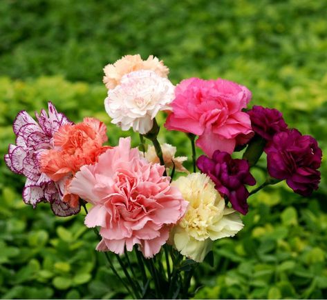 Mood Of, Carnation Colors, Dianthus Barbatus, Dianthus Caryophyllus, Plant Spacing, Beautiful Flowers Wallpapers, Organic Seeds, Floral Display, Seed Starting