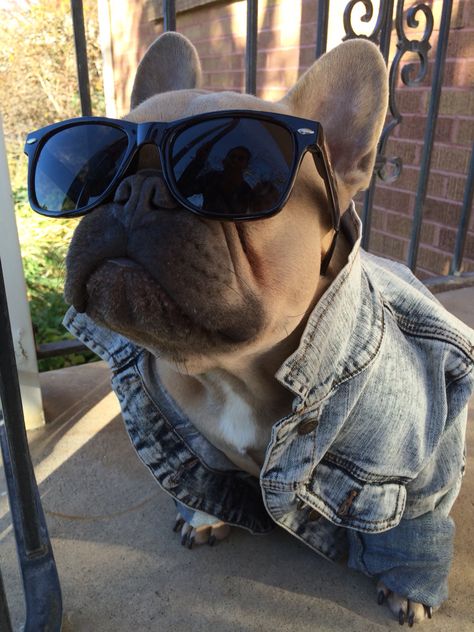 Worlds coolest French Bulldog. Instagram- @thefrenchduke Bulldog Breeds, Bulldog Francese, Bulldog Funny, Cute French Bulldog, Wearing Sunglasses, French Bulldog Puppies, High Risk, French Bulldogs, Bulldog Puppies