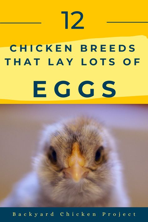 Are you looking to start or expand your backyard flock? Here are the 12 absolute best choices for friendly chicken breeds that lay A LOT of eggs. Friendly Chicken Breeds, Heritage Chicken Breeds, Cream Legbar, Heritage Chickens, Chicken Pecking, Meat Birds, Day Old Chicks, Hatching Chicks, Backyard Chicken Farming