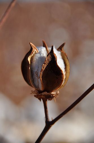 Cotton seed pod ~  Arizona's 5 C's are cattle, climate, citrus, copper and cotton. Cotton Boll, Cotton Fields, Cotton Plant, Airbrush Art, Seed Pods, Natural Forms, Planting Seeds, Plant Life, Botanical Art