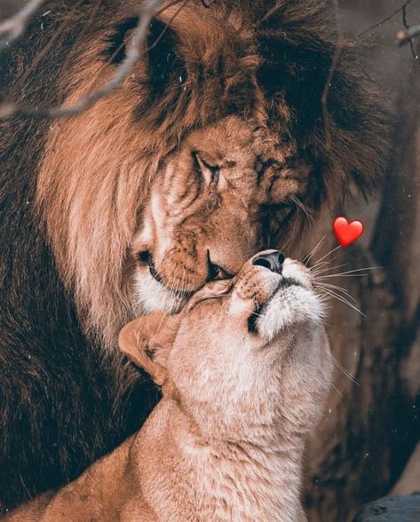 One Real Person Is Enough, Lion Couple, Lion Family, Funny Lockscreen, Lion Photography, Lions Photos, Il Re Leone, Lion Love, Lion And Lioness