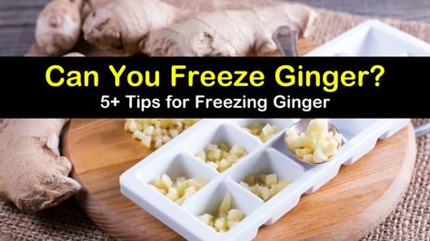 Can You Freeze Ginger? - 5+ Tips for Freezing Ginger Freezing Ginger, Freeze Ginger, Microplane Grater, Ginger Roots, Frozen Bag, Homemade Pantry, Pickled Ginger, Dry Ginger, Freezer Burn