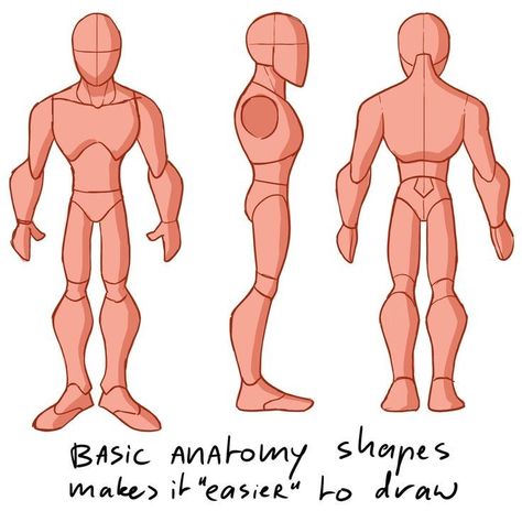 Basic Anatomy Reference, Stylized Character Turnaround, Cartoon Character Turnaround, Anatomy Shapes, Model Sheet Character, Drawing Principles, 2d Character Design, Learning Drawing, Basic Anatomy