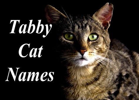 Tabby Cat Names : 100 +Perfect Names Cat Names Female, Kitten Names Girl, Victorious Cat, Tabby Cat Names, Boy Cat Names, Adorable Kittens Funny, Unique Cat Names, Silver Tabby Cat, Funny Cat Names