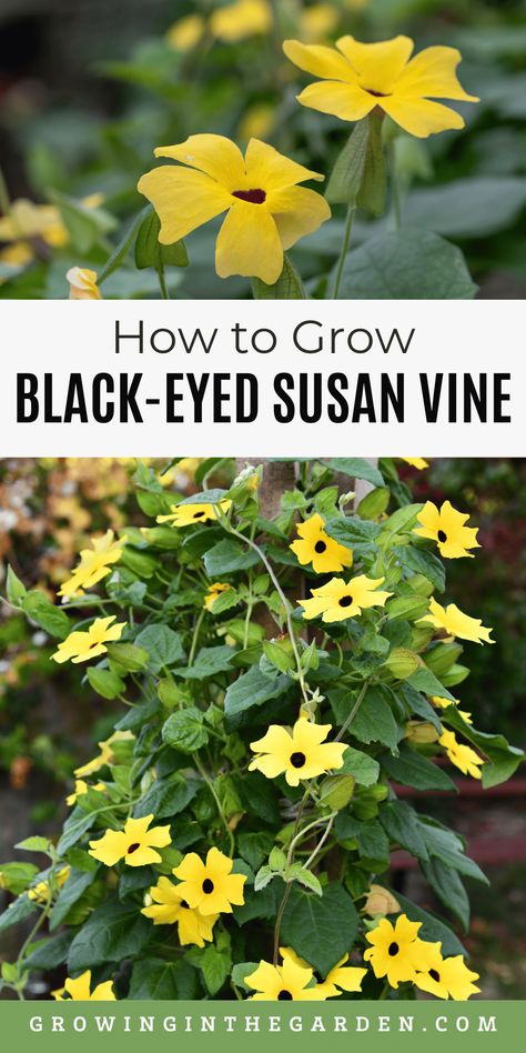 Black-eyed Susan vine can quickly cover a trellis with its wide, five-petaled blooms from mid-summer through frost. Learn how to grow black-eyed Susan vine and add it to your garden. This vine grows well from seed, and you can grow it in a container. Black Eyed Susan Vine Container, Black Eye Susan Vine, Black Eyed Susan Vine Trellis, Black Eyed Susan Vine Ideas, Black Eyed Susan Landscaping, Container Trellis, Creek Backyard, Brown Eyed Susan, Black Eyed Susan Vine