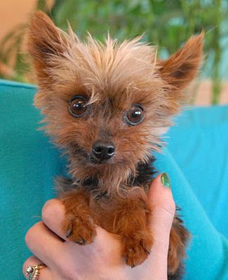 Yorkie Chihuahua Mix Puppies, Teacup Yorkie For Adoption, Yorkie Chihuahua Mix, Monkey Pet, Haircuts For Yorkies With Floppy Ears, Teacup Yorkie Puppy For Sale Tea Cups, Puppy Teacup, Pitbull Puppies For Sale, Puppies Near Me