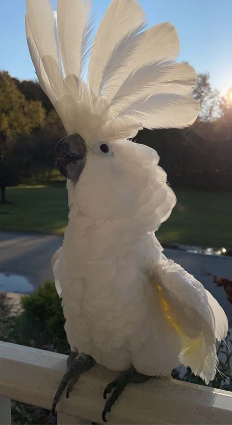 Umbrella Cockatoo | PetClassifieds.com Bird Pet Aesthetic, Cockatoo Aesthetic, Bird Enclosure, Parrot Pictures, Bird Aesthetic, Aesthetic Bird, Umbrella Cockatoo, Beautiful Parrots, Cockatoo Bird