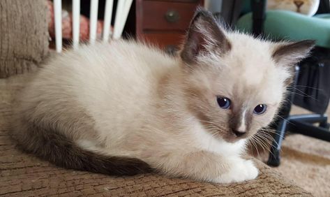 Meet Jax... 8 week old Ragamese Ragamese Cats, Cutest Animals, Cute Animals, Animals