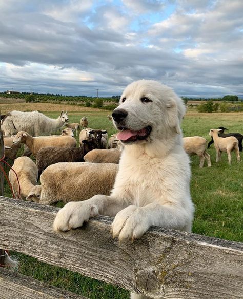 Dogs On Farm, Farm Dog Aesthetic, Horse Farm Aesthetic, Puppy Farm, Farmhouse Animals, Abandoned Farmhouse, Abandoned Cities, Farm Lifestyle, Future Farms