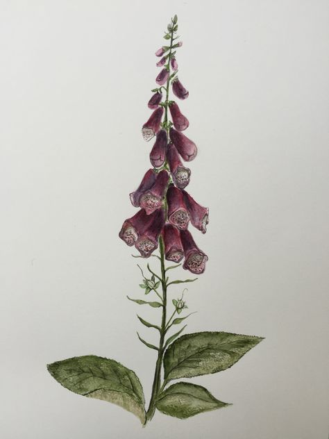 Foxglove, watercolour drawing on Fabriano Foxglove Drawing Simple, Foxglove Tattoo Simple, Foxglove Painting, Foxglove Drawing, Foxglove Illustration, Contemporary Botanical Art, Tattoo Flowers, Poisonous Plants, Thread Painting