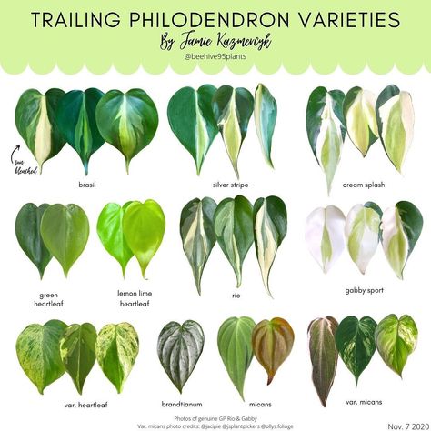 Jamie on Instagram: “Another helpful ID chart for Trailing Philodendrons! I will be working on an additional chart to help tell silver stripe and cream splash…” Plant Leaf Identification, Leaf Identification, Houseplant Care, Plant Goals, Philodendron Plant, Inside Plants, Variegated Plants, Plant Decor Indoor, Interior Plants