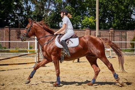 Keep it Simple and Salty: 3 Foundational Redmond Equine Supplements Horseback Riding Equipment, Irish Horse, Free Horses, Horse Feed, Horse Names, Riding Lessons, Show Jumping, Horse Care, Horse Breeds