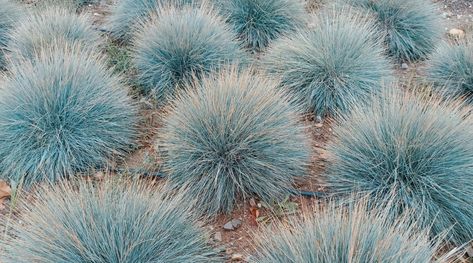 21 Best Ornamental Grasses for Full Sun Ornamental Grass Around Pool, Full Sun Grasses Perennials, Ornamental Grasses Full Sun, Full Sun Landscaping Ideas, Full Sun Landscaping, Ornamental Grass Landscape, Blue Oat Grass, Full Sun Garden, Blue Fescue