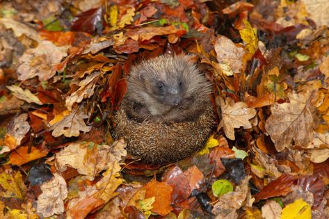 Complete guide to hedgehog hibernation Hedgehog Hibernation, Tomato Blight, Hanging Basket Garden, Growing Onions, Rose Cuttings, Lawn Care Tips, Growing Cucumbers, Growing Strawberries, Flower Guide