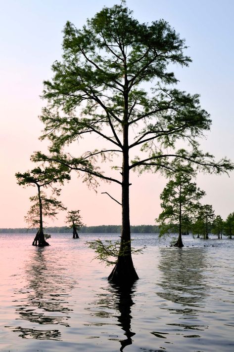 bald cypress | Facts & Description | Britannica Cypress Bonsai, Bald Cypress Tree, River Tattoo, Bonsai Techniques, Bald Cypress, Red Ink Tattoos, Old Trees, Small Ponds, Cypress Trees