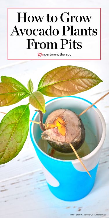 Avocado Plant From Seed, Avocado Seed Growing, Avocado Dessert, Avocado Plant, Grow Avocado, Avocado Seed, Avocado Tree, Planting Herbs, Planting Seeds