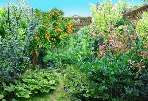 Edible Forest Garden - Carp Ridge Ecowellness Centre Forest Garden Design, Edible Forest, Food Forest Garden, Dream Backyard Garden, Natural Farming, Permaculture Gardening, Boho Garden, Edible Landscaping, Garden Help