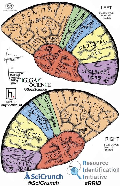 Free Printable: Hemisphere Brain Hat From Elsevierdirect - Dissection Connection 20B Brain Hats For Kids, Brain Hat Printable Free, Diy Brain Model, Brain Hats, Brain Hat, Brain Template, Cap Template, Brain Diagram, Brain Models