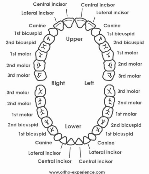 Teeth Names Teeth Names, Wisdom Teeth Funny, Tooth Extraction Healing, Dental Hygiene Student, Sensitive Teeth Remedy, Tooth Chart, Windows To The Soul, Dentistry Student, Pediatric Dental