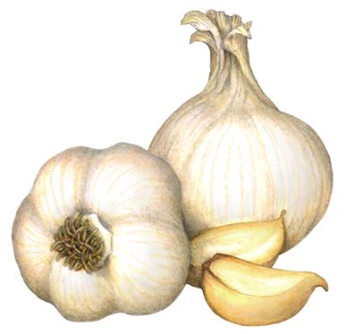 Food illustration of two whole heads of garlic and two garlic cloves. Garlic Painting, Garlic Illustration, Garlic Art, Pineapple Drawing, Fruit Art Drawings, Vegetable Illustration, Fruits Drawing, Food Illustration Art, Watercolor Food