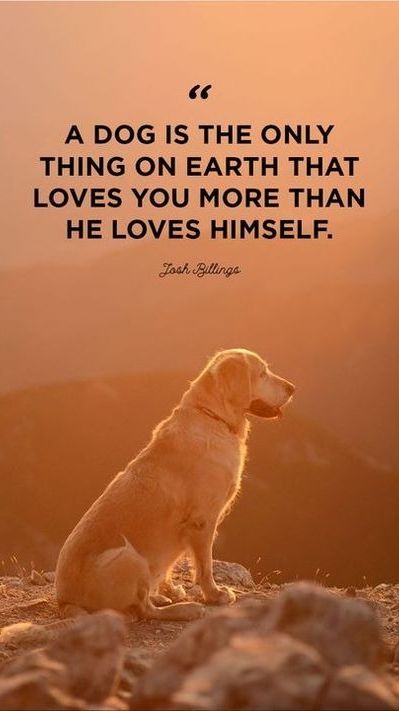 Develops your Dog's "Hidden Intelligence" To eliminate bad behavior and Create the obedient, well-behaved pet of your dreams…

Visit our Dog Training Guideline : https://2b3ac65f277d3k20y9nhc83428.hop.clickbank.net/ Dog Best Friend Quotes, Dog Love Quotes, Best Dog Quotes, Dogs Quotes, Puppy Quotes, Tokyo Disneysea, Dog Quotes Love, Dog Best Friend, Love My Dog