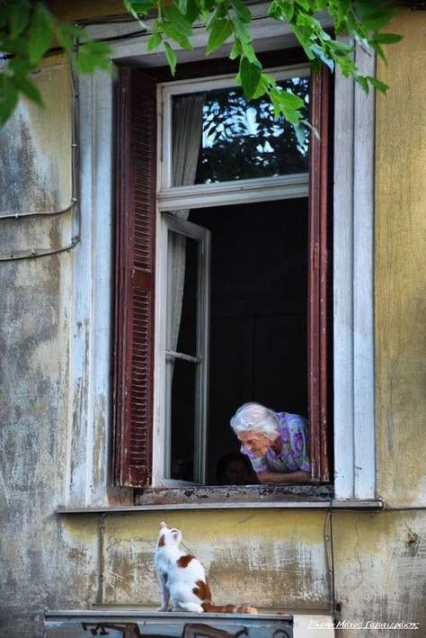 Window Photography, Art Window, Looking Out The Window, Old Woman, Cat Aesthetic, 귀여운 동물, The Window, Life Is Beautiful, Film Photography