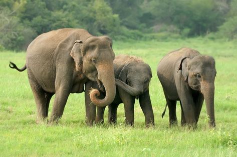 Name Of Animals, Group Of Elephants, Elephants Playing, Elephant Nature Park, Herd Of Elephants, Animal Elephant, Collective Nouns, Group Of Dogs, Asian Elephant