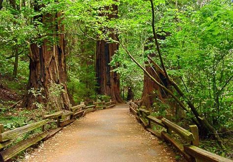 ADT: the only nonmotorized coast to coast route left in the US. Long Distance Hiking, Muir Woods National Monument, Marin County California, Hiking Inspiration, Point Reyes National Seashore, Lassen Volcanic National Park, Ideas For Camping, Muir Woods, Secret Keeper