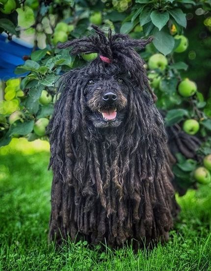 Top 140 Best Puli Dog Names | PetPress Hungarian Puli, Dog Name Ideas, Funny Animal Pics, Mop Dog, Puli Dog, Best Dog Names, Disabled Dog, Dog Aesthetic, Herding Dogs