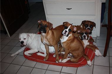 Boxer Dog Names, Boxer Rescue, Heartworm Prevention, Boxer And Baby, Fundraising Events, Boxer Dogs, Baby Dogs, South Wales, Dog Names