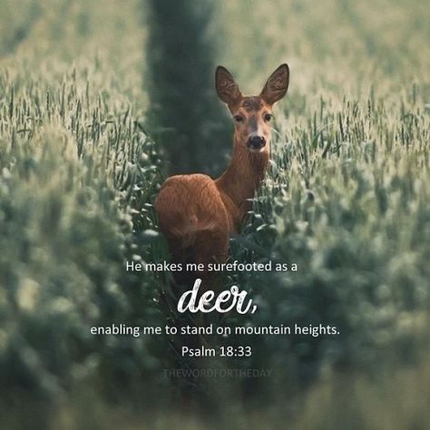 The Word For The Day on Instagram: “I am in awe at the surefootedness of a deer even on the most dangerous cliff edges. It looks like the deer is made for this kind of…” Deer Quotes Inspiration, Deer Quotes, Word For The Day, Hope In Jesus, Cliff Edge, Prayer And Fasting, A Deer, Biblical Quotes, Bible Journal