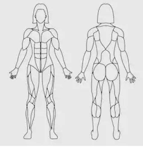 Muscular System Labeled, Skeletal Muscle Anatomy, Female Muscular, Anatomy Female, Muscular System Anatomy, Biology Drawing, Quality Drawing, Youtube Drawing, Human Body Anatomy